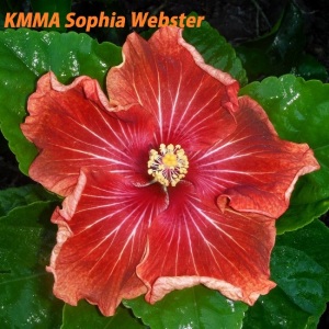 KMMA Sophia Webster